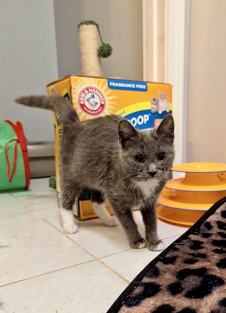 Flicker, Adoptable, Kitten Female Domestic Short Hair.