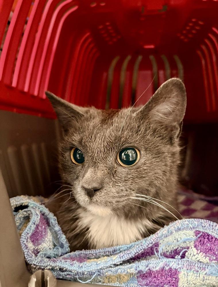 Flicker, a Adoptable Domestic Short Hair in Lake Wylie, SC image 2/4