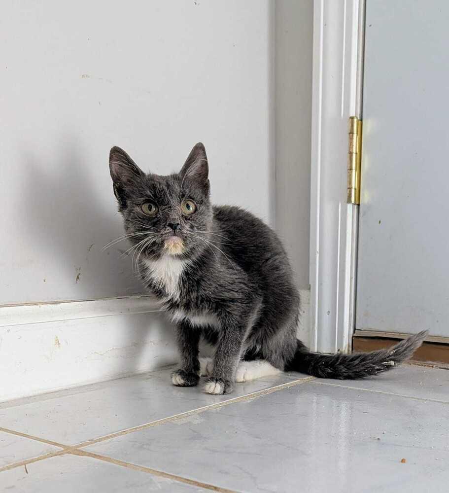 Flicker, Adoptable, Kitten Female Domestic Short Hair.