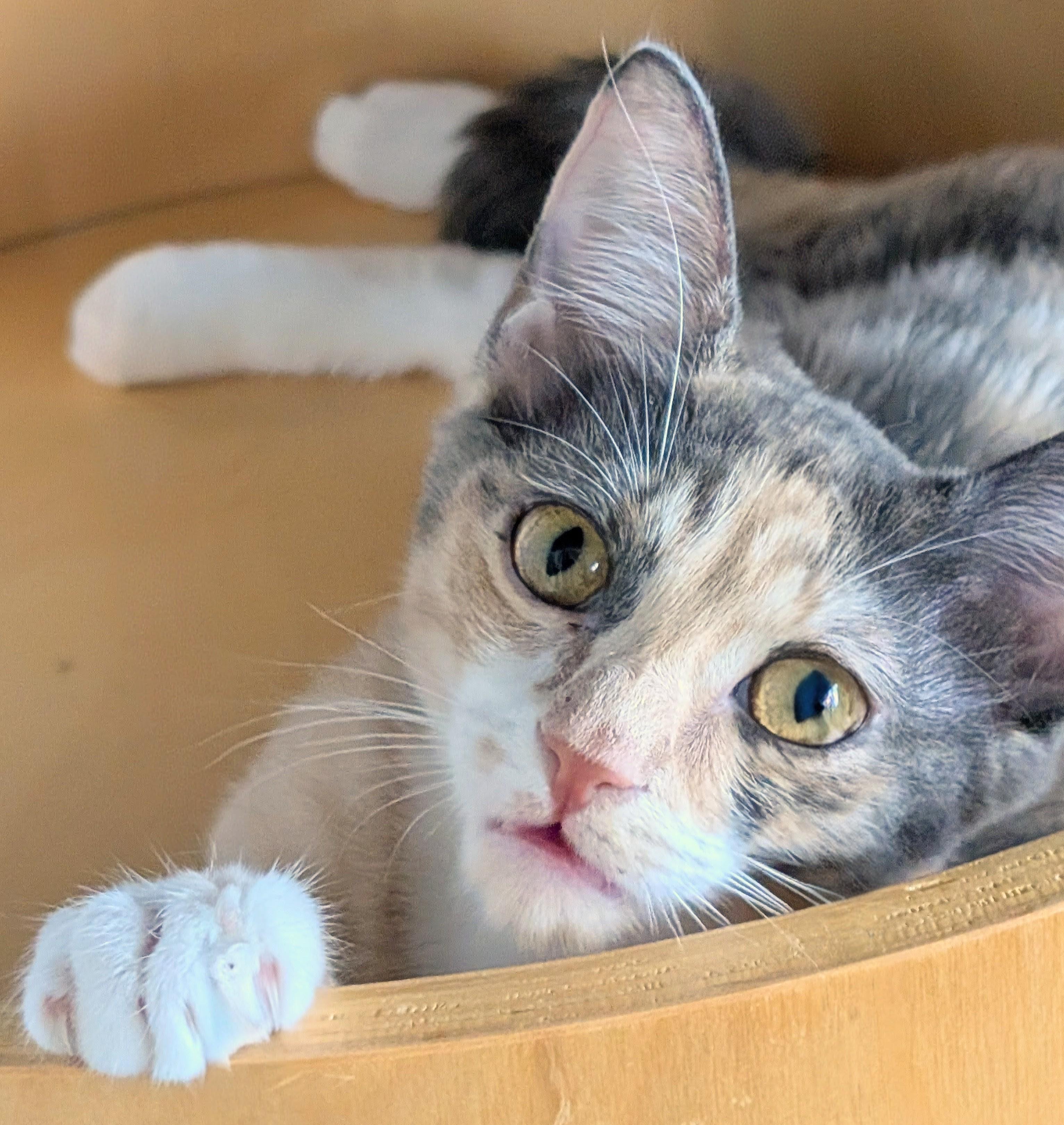 Ruby Bell, a Adoptable Domestic Short Hair in San Diego, CA image 2/5