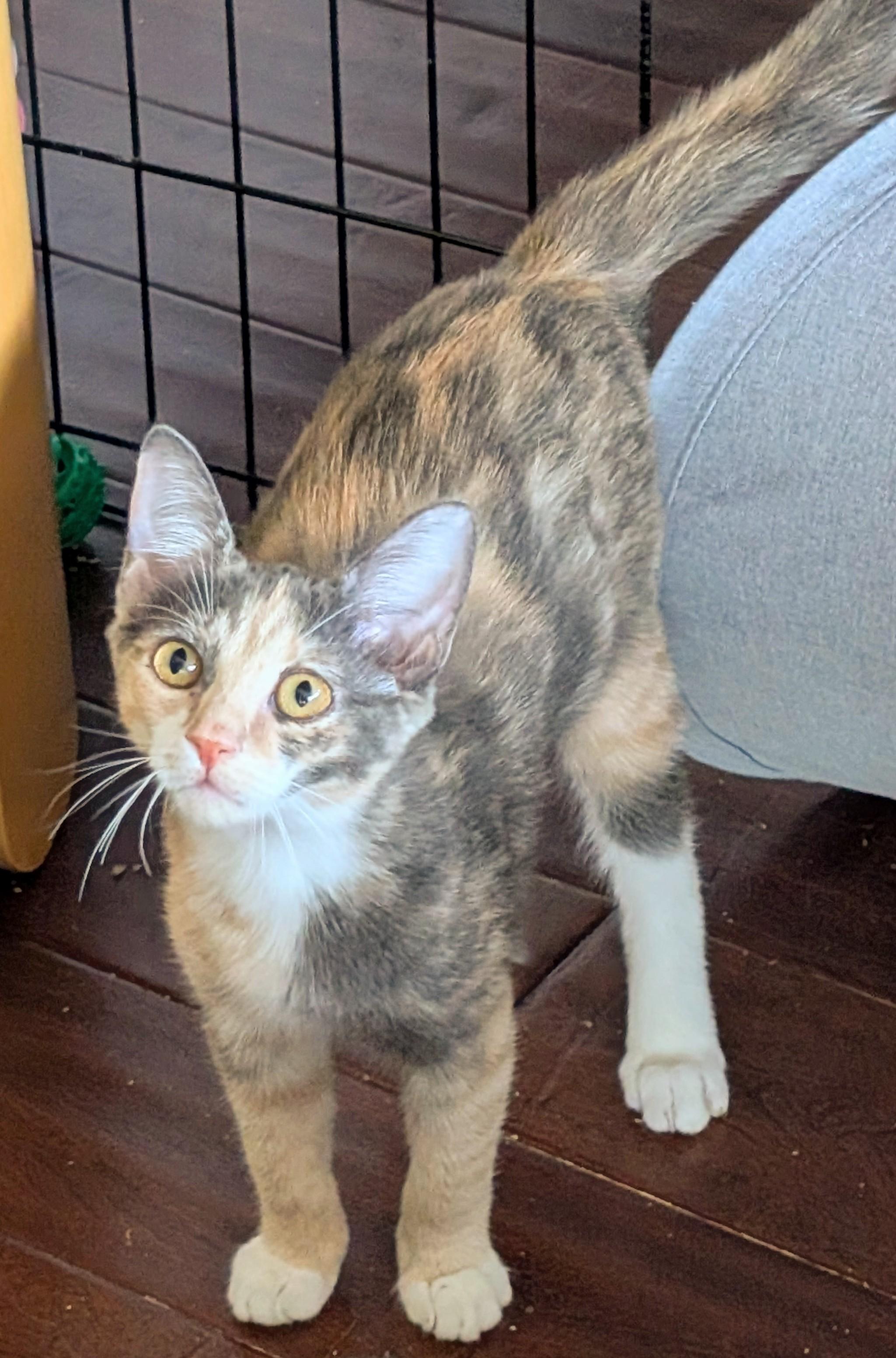 Ruby Bell, a Adoptable Domestic Short Hair in San Diego, CA image 4/5