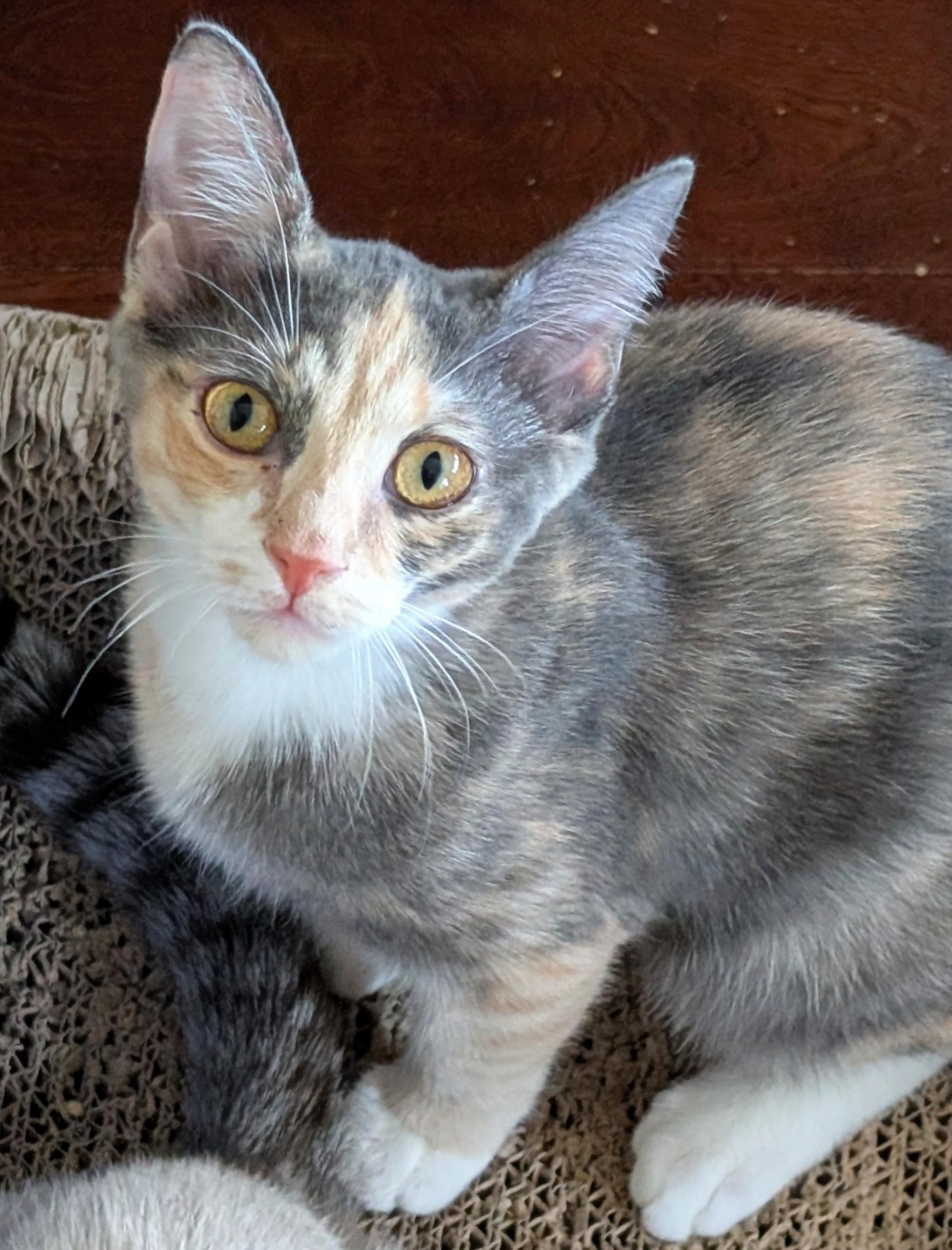 Ruby Bell, a Adoptable Domestic Short Hair in San Diego, CA image 3/5
