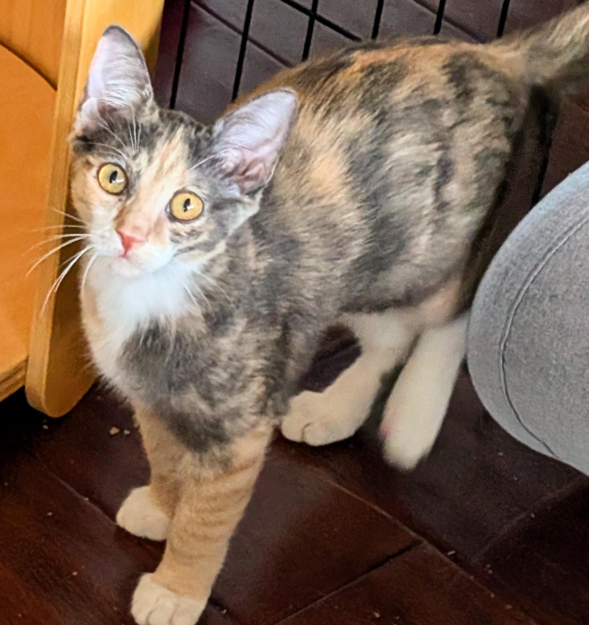 Ruby Bell, Adoptable, Young Female Domestic Short Hair.