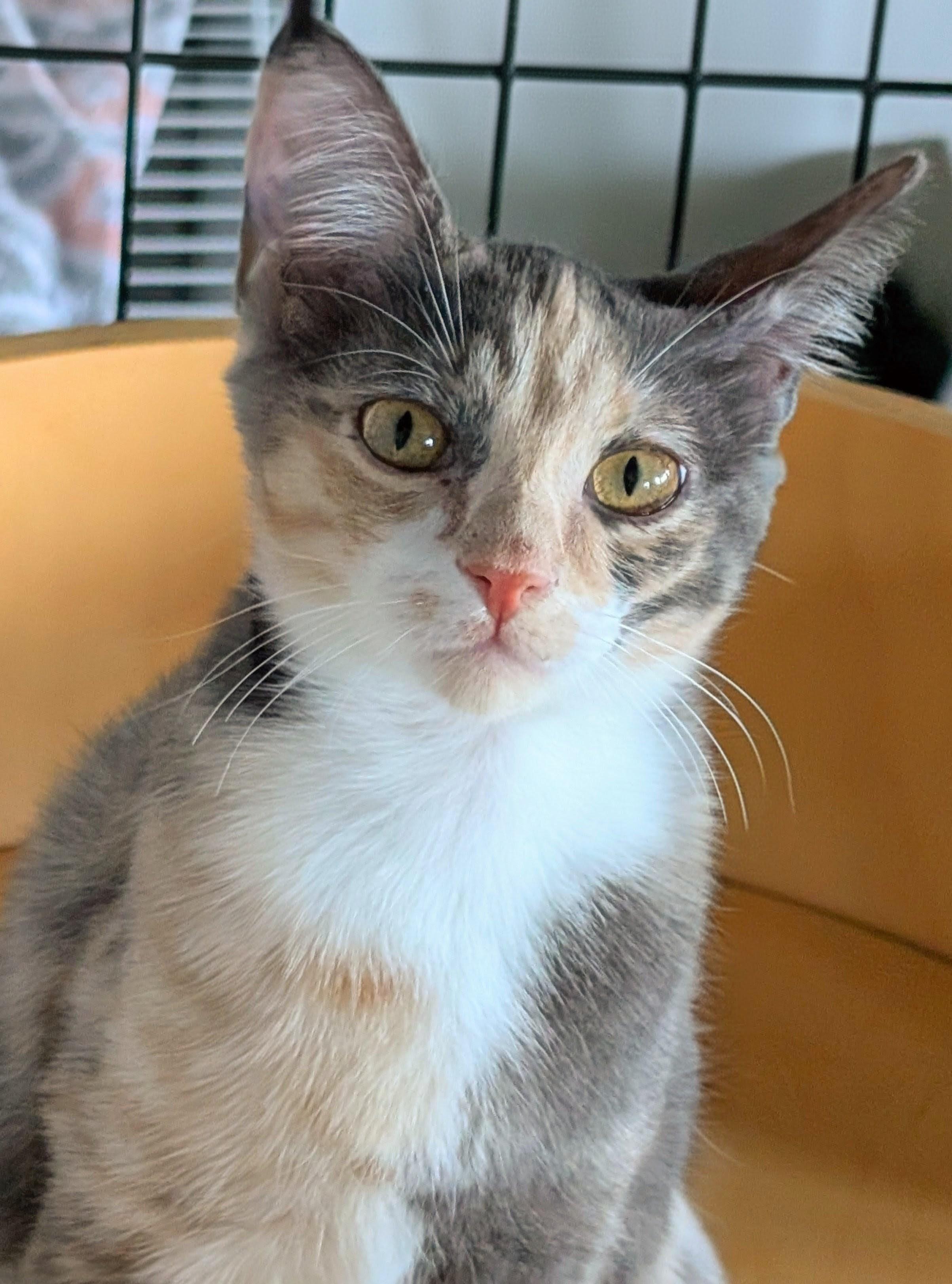 Ruby Bell, a Adoptable Domestic Short Hair in San Diego, CA image 5/5