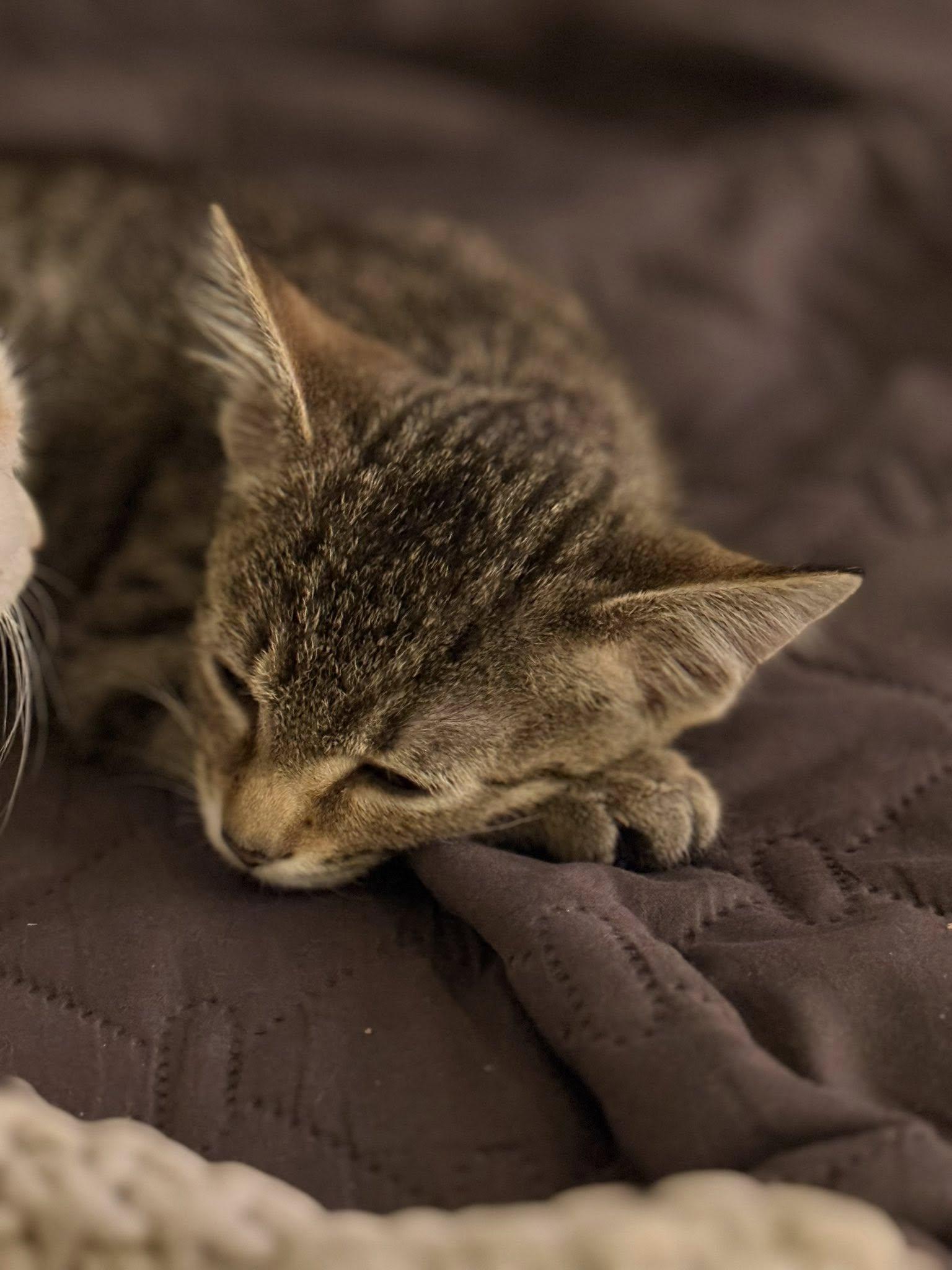 Lucy, an adopted Tabby in Clarksville, TN image 2/4