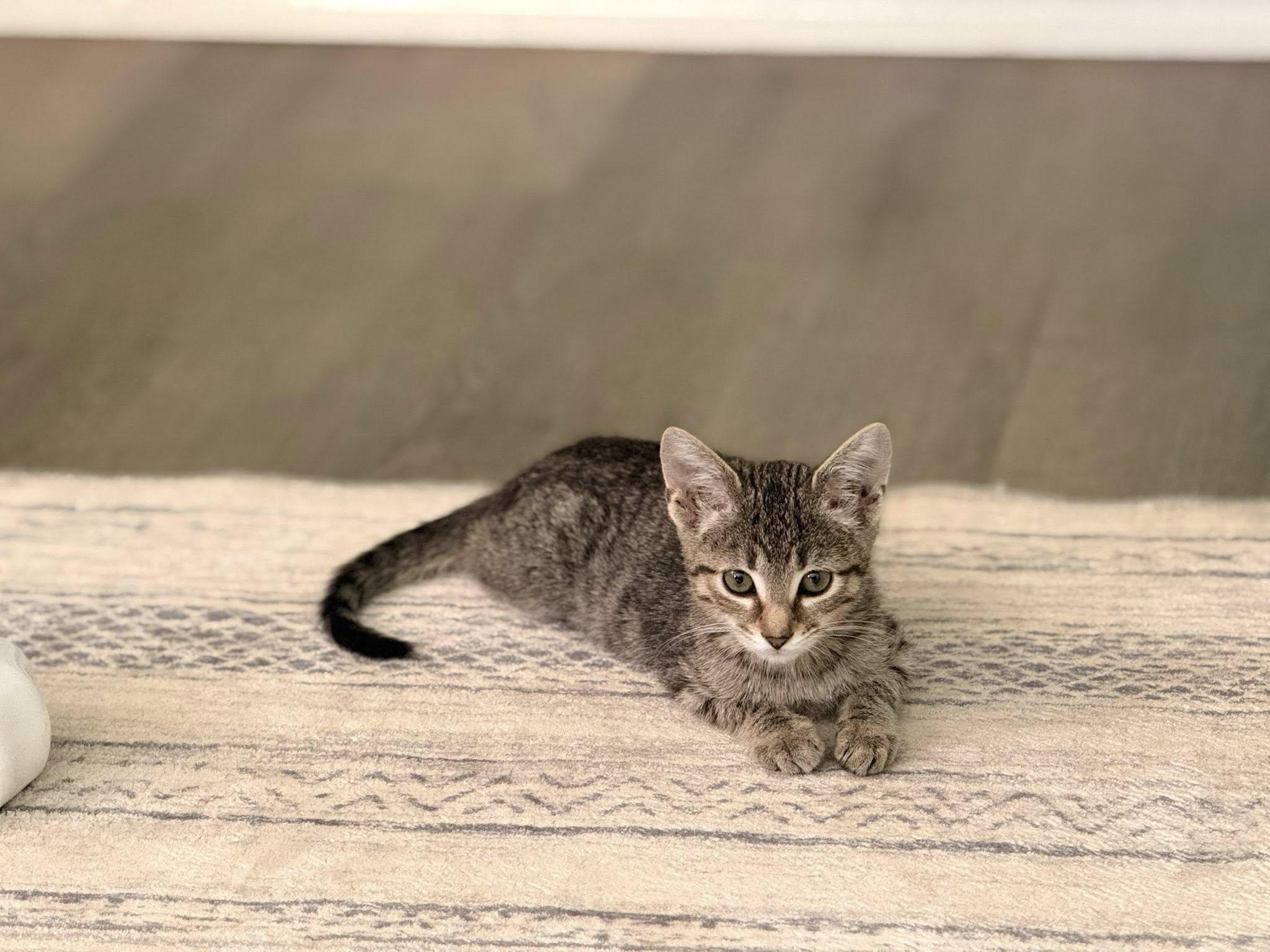 Lucy, adopted, Kitten Female Tabby.