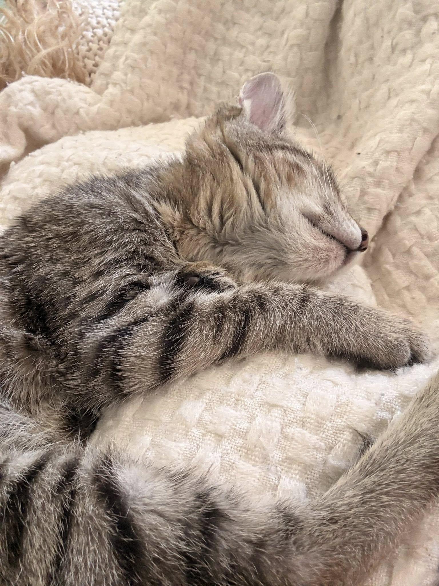 Lucy, an adopted Tabby in Clarksville, TN image 3/4