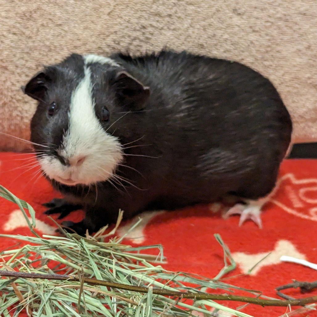 Mickey Mouse, a Adoptable Guinea Pig in Rohnert Park, CA image 1/2