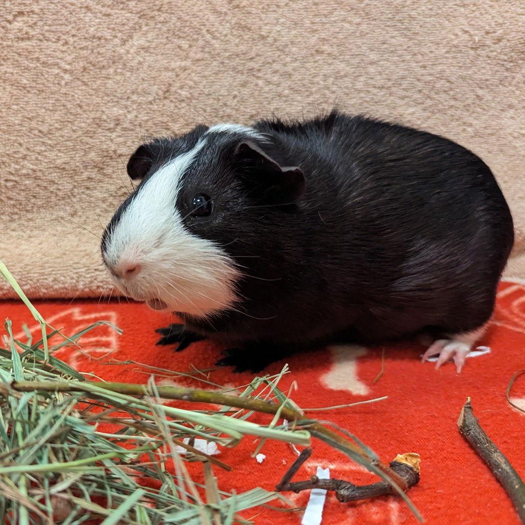 Mickey Mouse, a Adoptable Guinea Pig in Rohnert Park, CA image 2/2