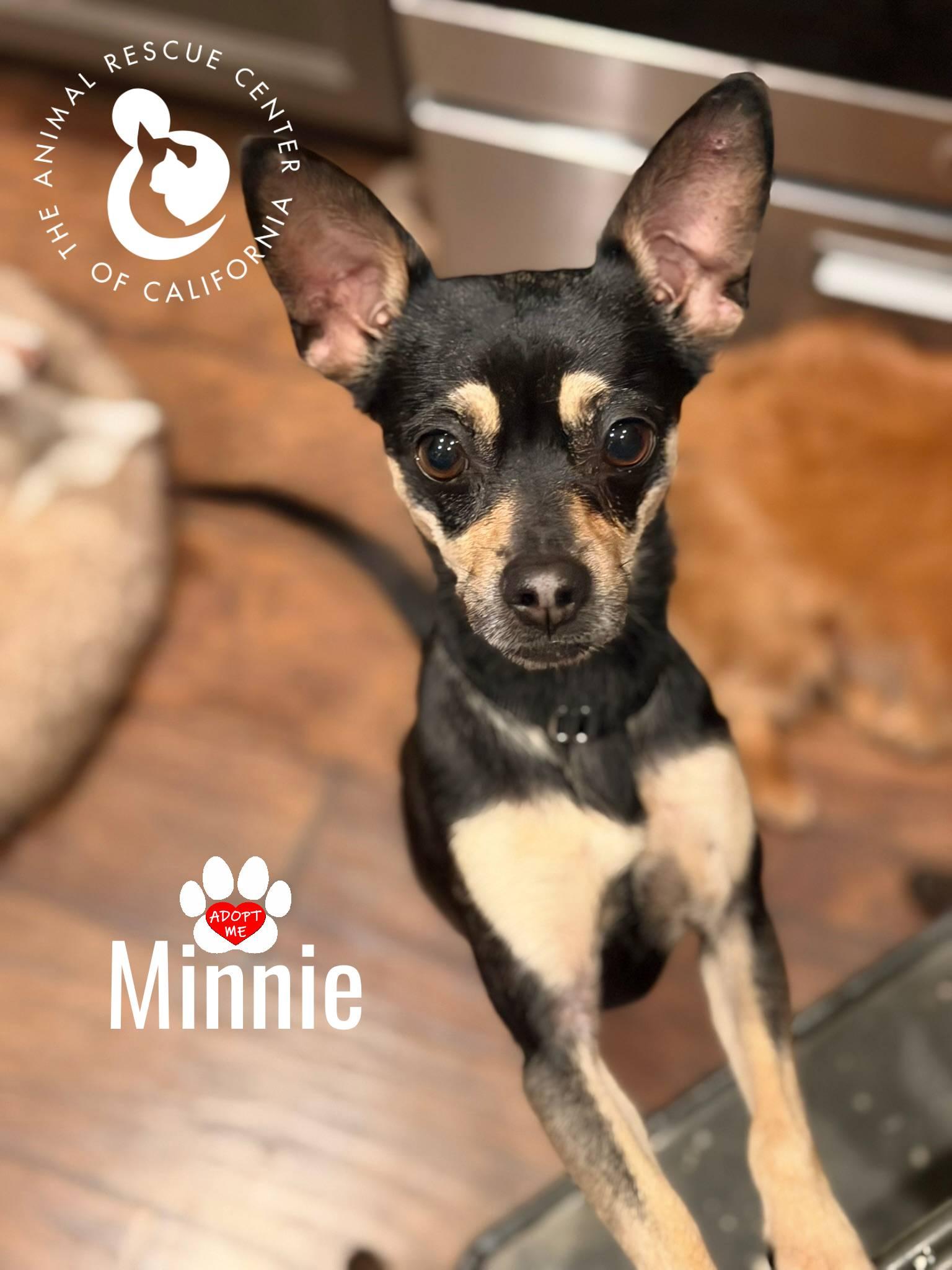 Minnie, a Adopted mixed breed in Coachella, CA image 1/3