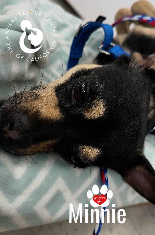 Minnie, a Adopted mixed breed in Coachella, CA image 3/3