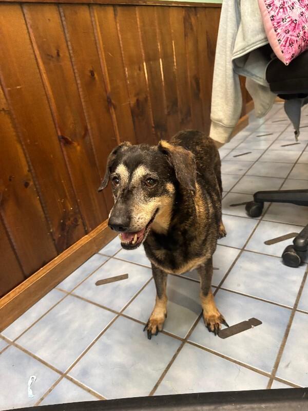 Rose Bud, Adoptable, Senior Female Dachshund & Mixed Breed.
