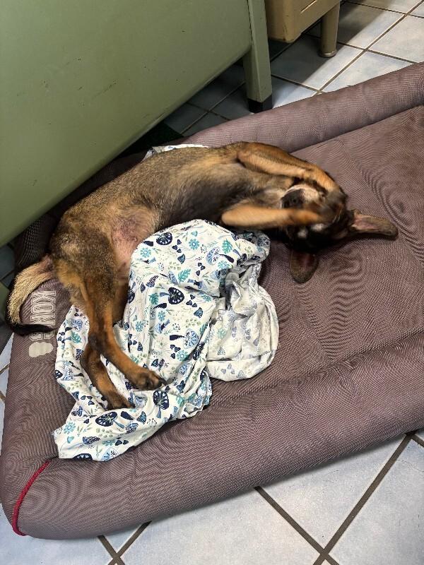 Enlarge Rose Bud, a Adoptable mixed breed in Cortland, NY image 2/6