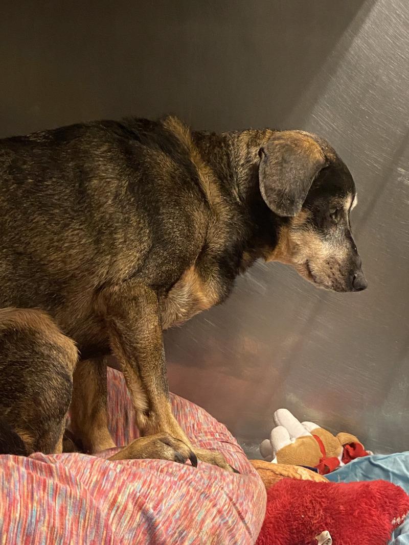 Enlarge Rose Bud, a Adoptable mixed breed in Cortland, NY image 3/6