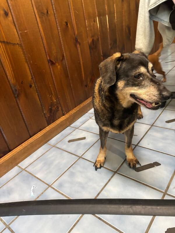 Enlarge Rose Bud, a Adoptable mixed breed in Cortland, NY image 4/6