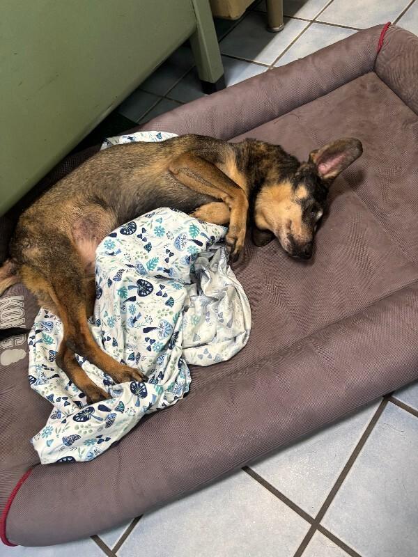 Enlarge Rose Bud, a Adoptable mixed breed in Cortland, NY image 5/6