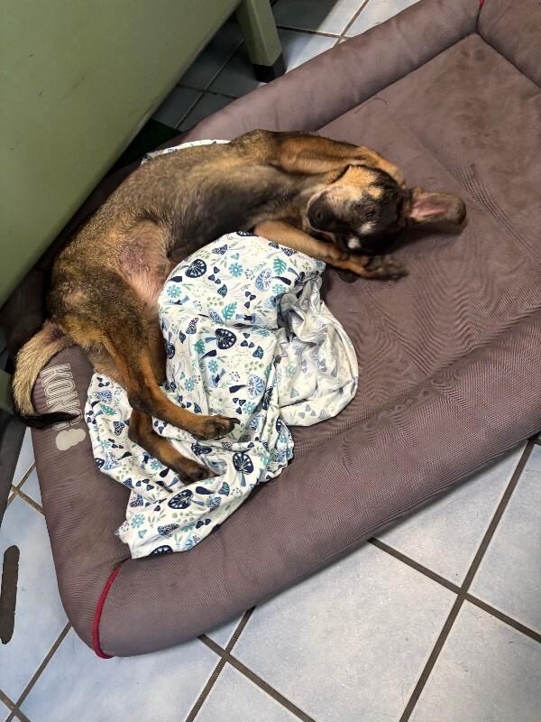 Enlarge Rose Bud, a Adoptable mixed breed in Cortland, NY image 6/6