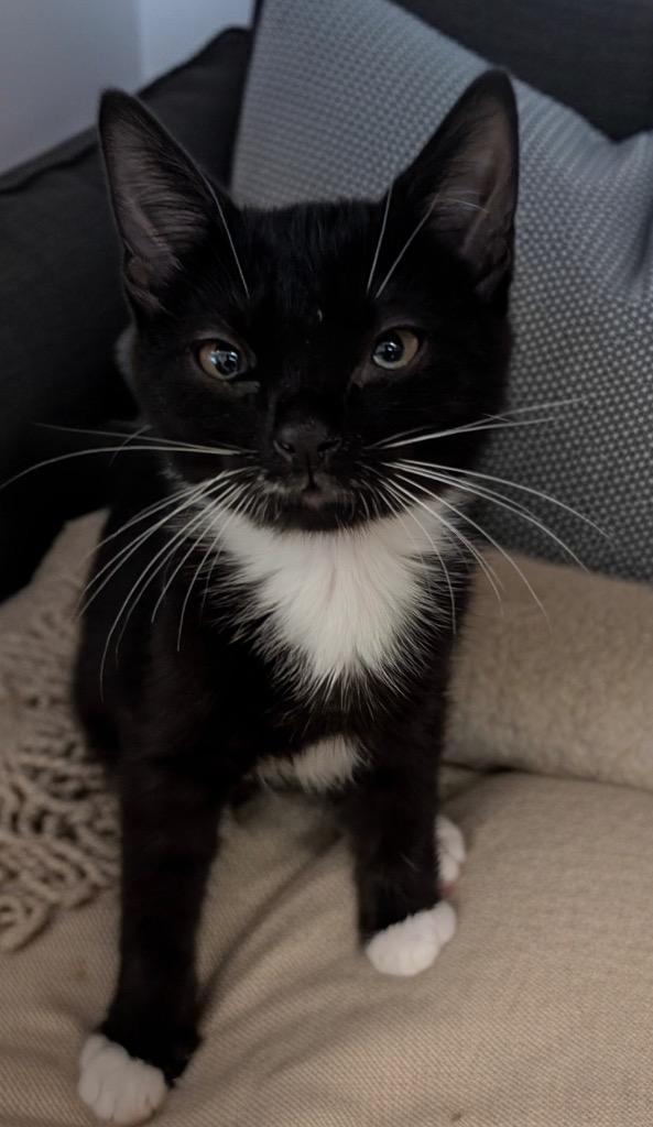 Bonnie, Adoptable, Kitten Female Domestic Short Hair.