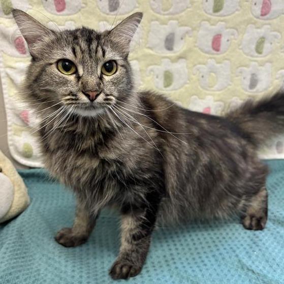 Enlarge Chillona, a Adoptable Domestic Medium Hair in Long Beach, CA image 1/2