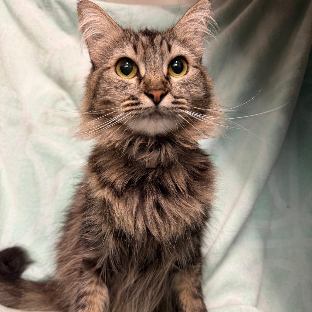 Enlarge Chillona, a Adoptable Domestic Medium Hair in Long Beach, CA image 2/2