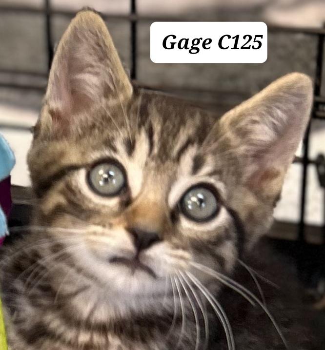 Enlarge Gage C125, a Adoptable Domestic Short Hair in Morganton, NC image 1/1