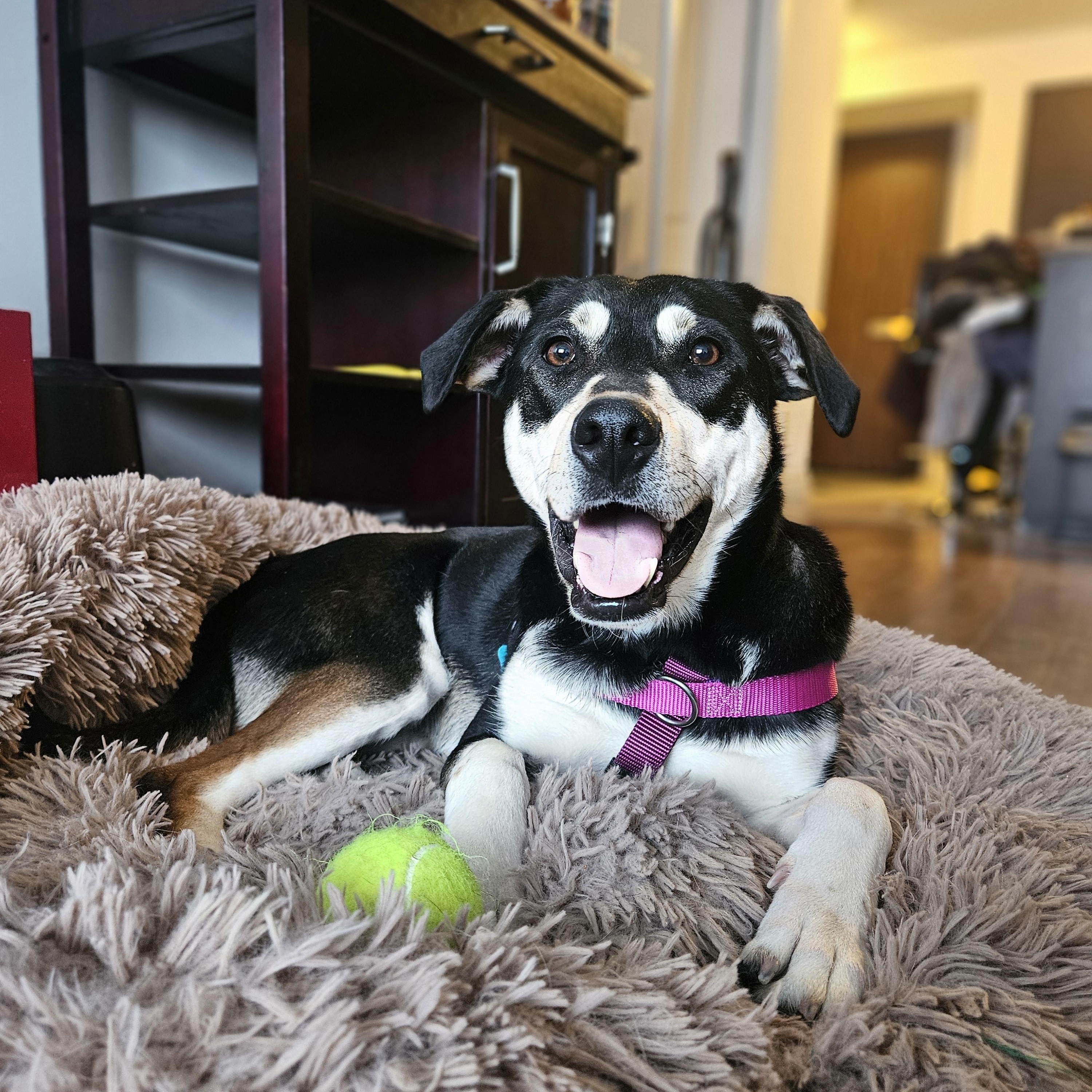 Enlarge Stormi, a Adoptable mixed breed in Aurora, ON image 4/6