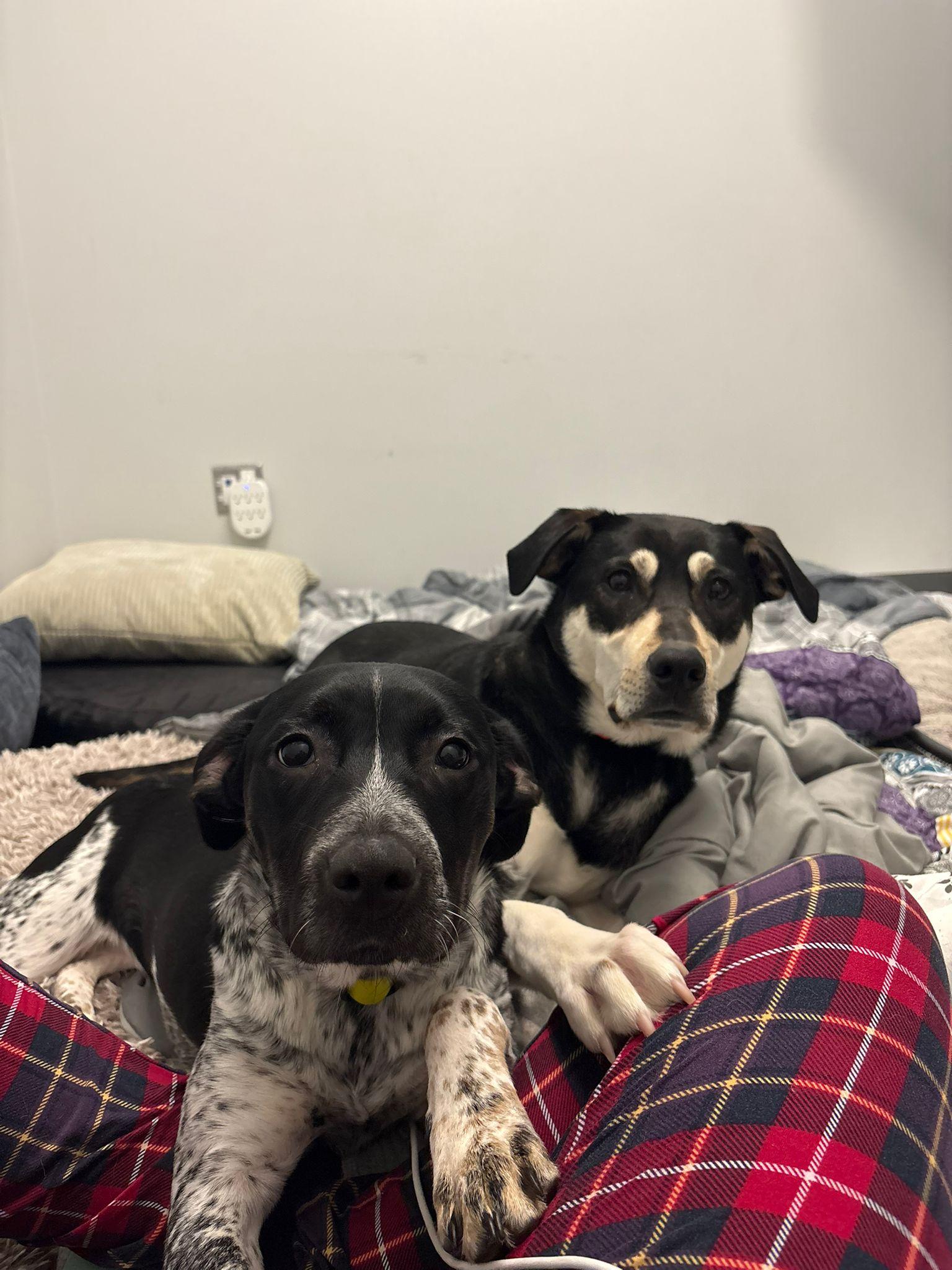 Enlarge Stormi, a Adoptable mixed breed in Aurora, ON image 6/6