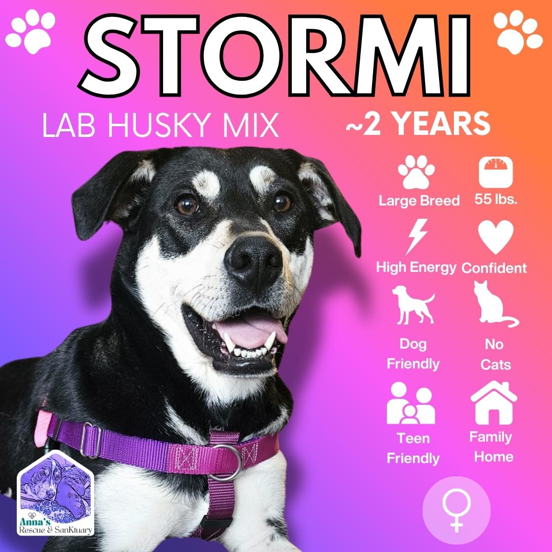 Stormi, Adoptable, Adult Female Labrador Retriever & Mixed Breed.