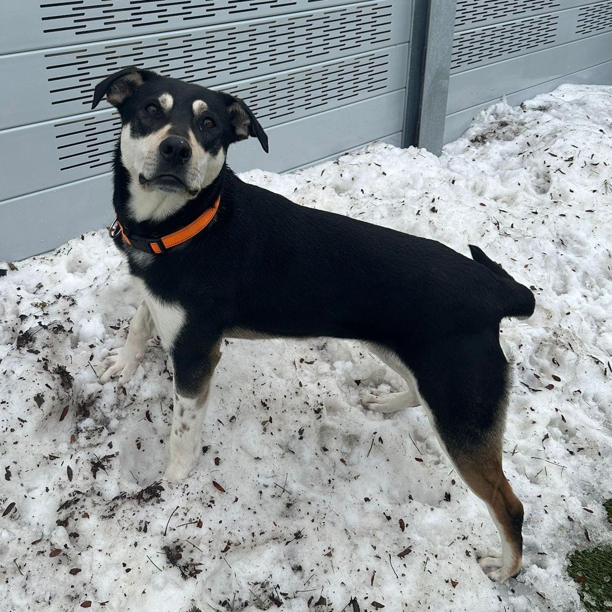 Enlarge Stormi, a Adoptable mixed breed in Aurora, ON image 2/6