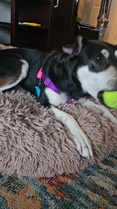 Enlarge Stormi, a Adoptable mixed breed in Aurora, ON video 5/6