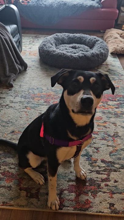 Enlarge Stormi, a Adoptable mixed breed in Aurora, ON video 3/6