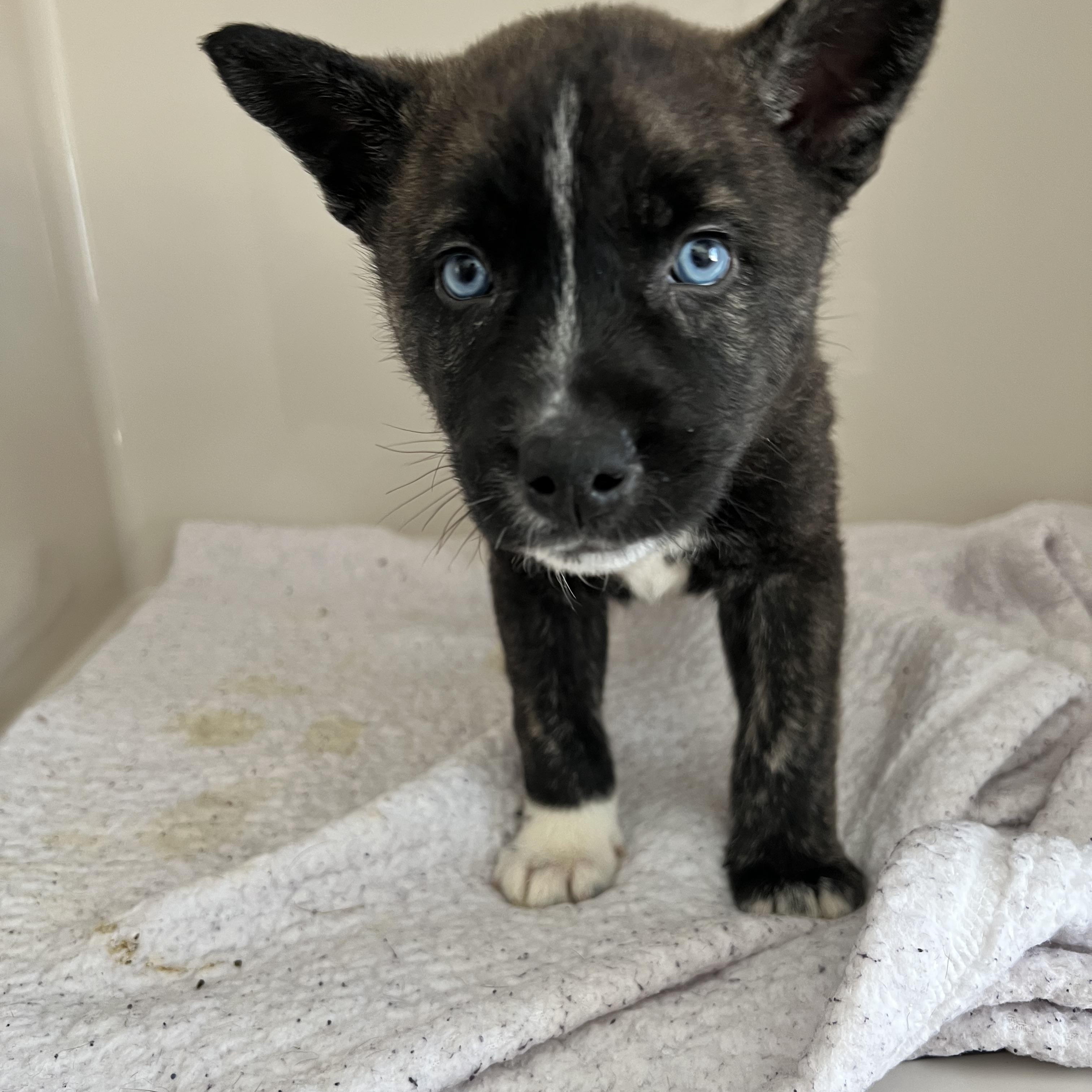 Snickerdoodle, an adopted mixed breed in Horn Lake, MS image 4/5