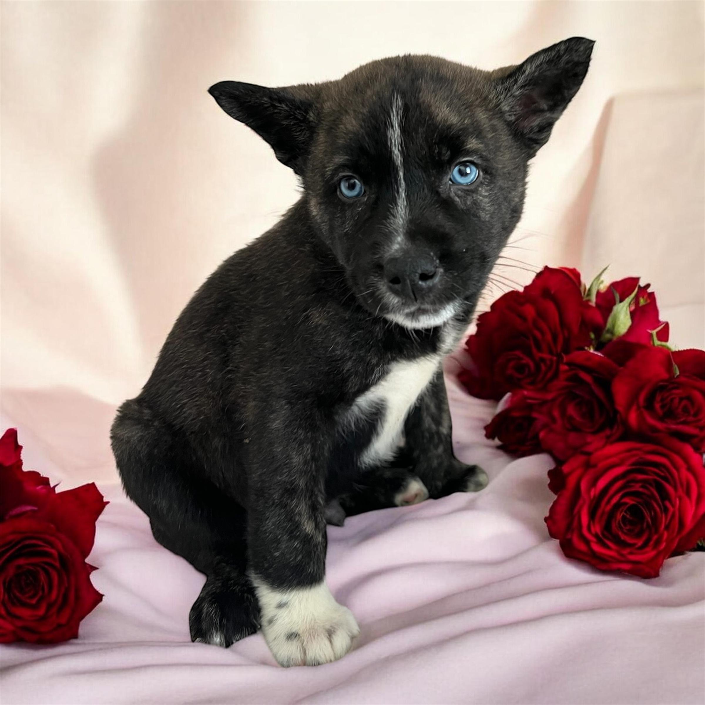 Snickerdoodle, an adopted mixed breed in Horn Lake, MS image 2/5