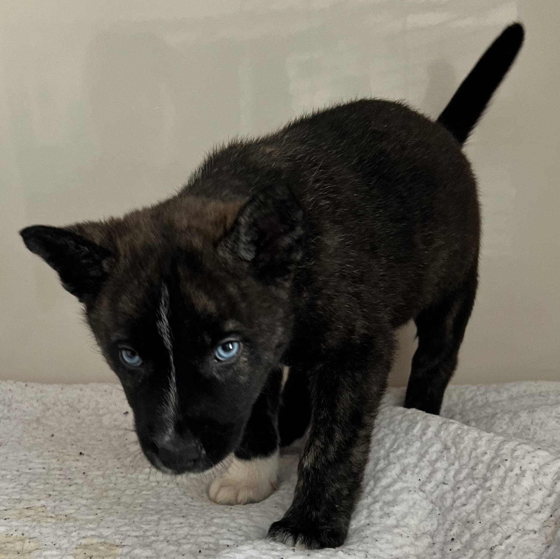 Snickerdoodle, an adopted mixed breed in Horn Lake, MS image 3/5