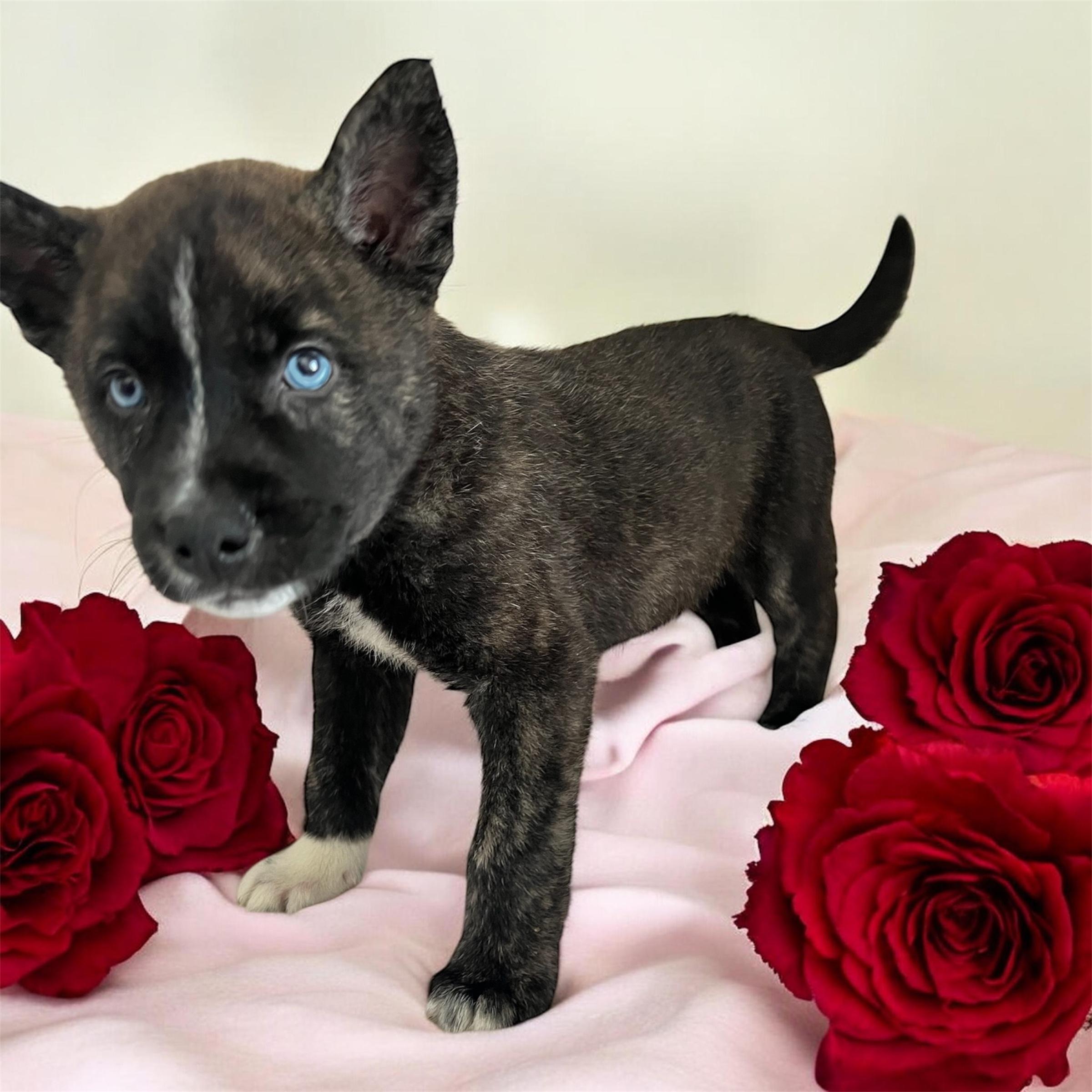 Snickerdoodle, adopted, Puppy Male Shepherd.