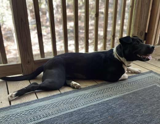 Enlarge Shawna, a Adoptable mixed breed in Johnston , RI image 2/6