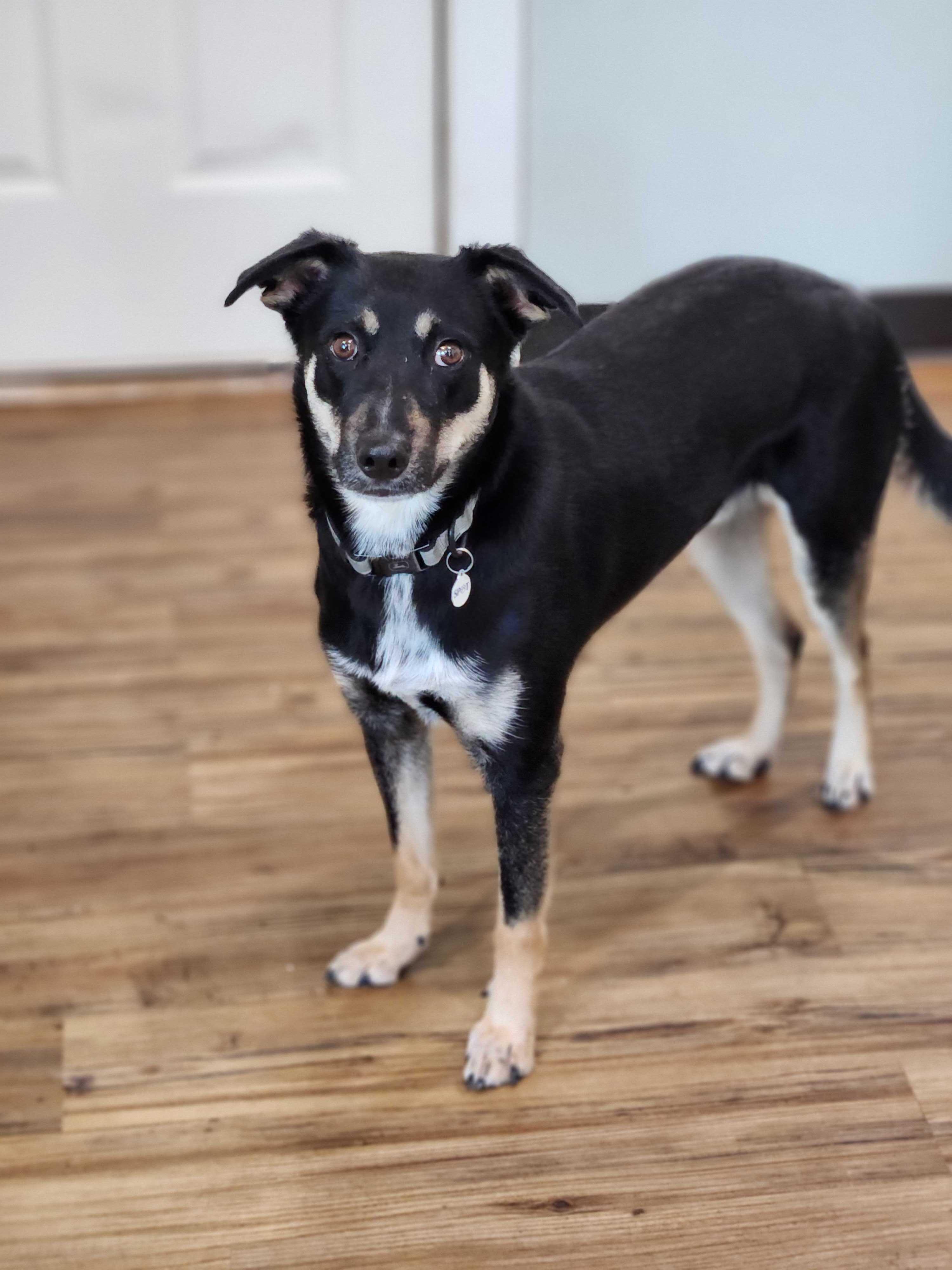 Enlarge John Deere, a Adoptable mixed breed in Bedminster, NJ image 1/6