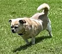 Rex, Adoptable, Senior Male Terrier.