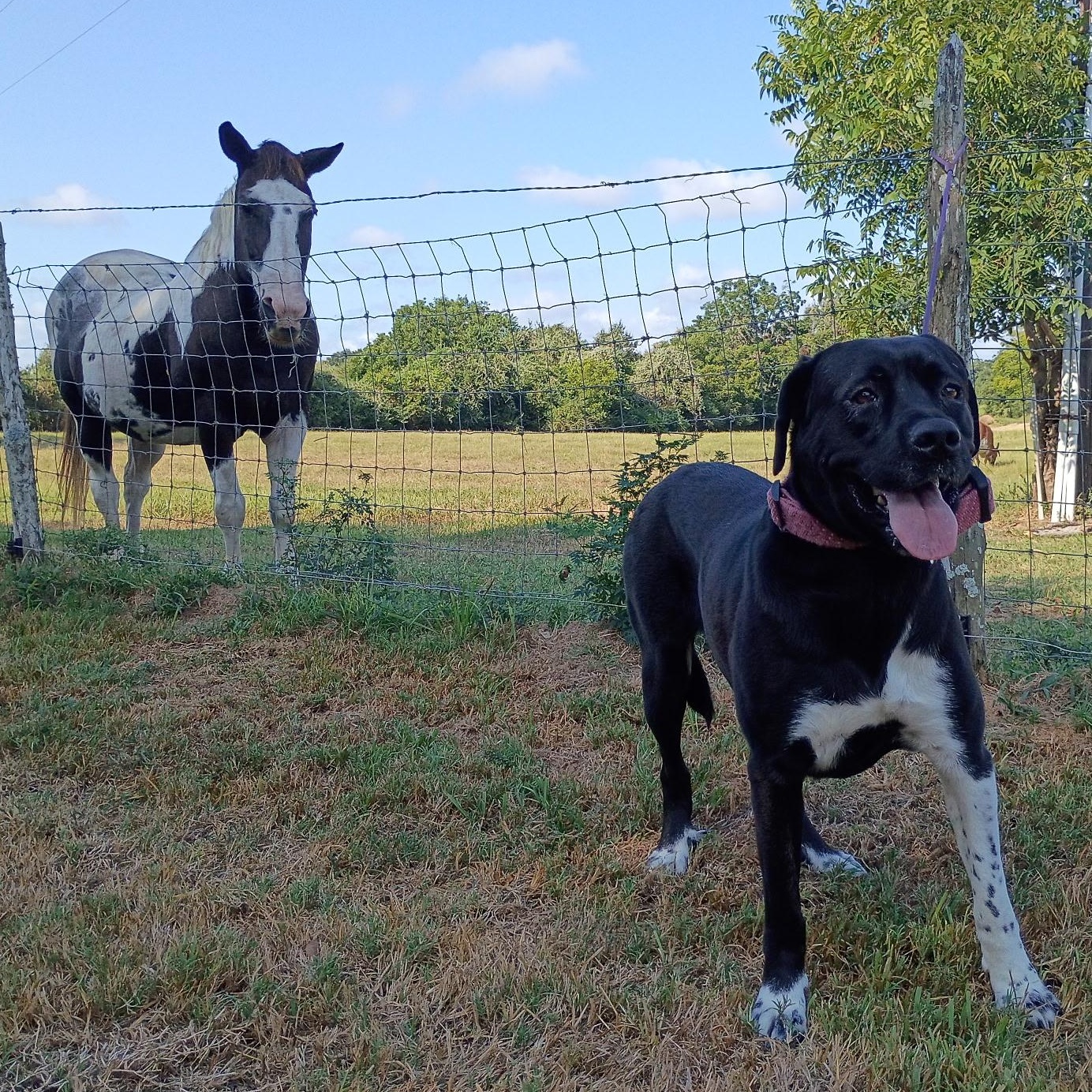Enlarge Miley — A Blossoming Beauty Ready for Love, a Adoptable mixed breed in Ann Arbor, MI image 6/6
