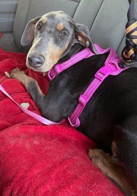 Farrah, a Adoptable mixed breed in Santa Paula, CA image 1/6