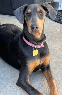 Farrah, a Adoptable mixed breed in Santa Paula, CA image 2/6