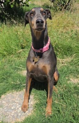 Enlarge Farrah, a Adoptable mixed breed in Santa Paula, CA image 1/5