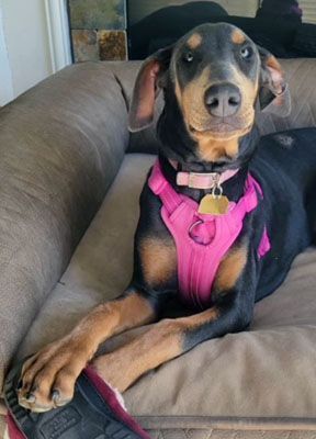 Farrah, a Adoptable mixed breed in Santa Paula, CA image 3/6