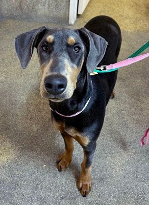 Farrah, a Adoptable mixed breed in Santa Paula, CA image 4/6