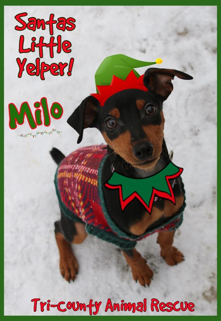 Milo, adopted, Puppy Male Miniature Pinscher.