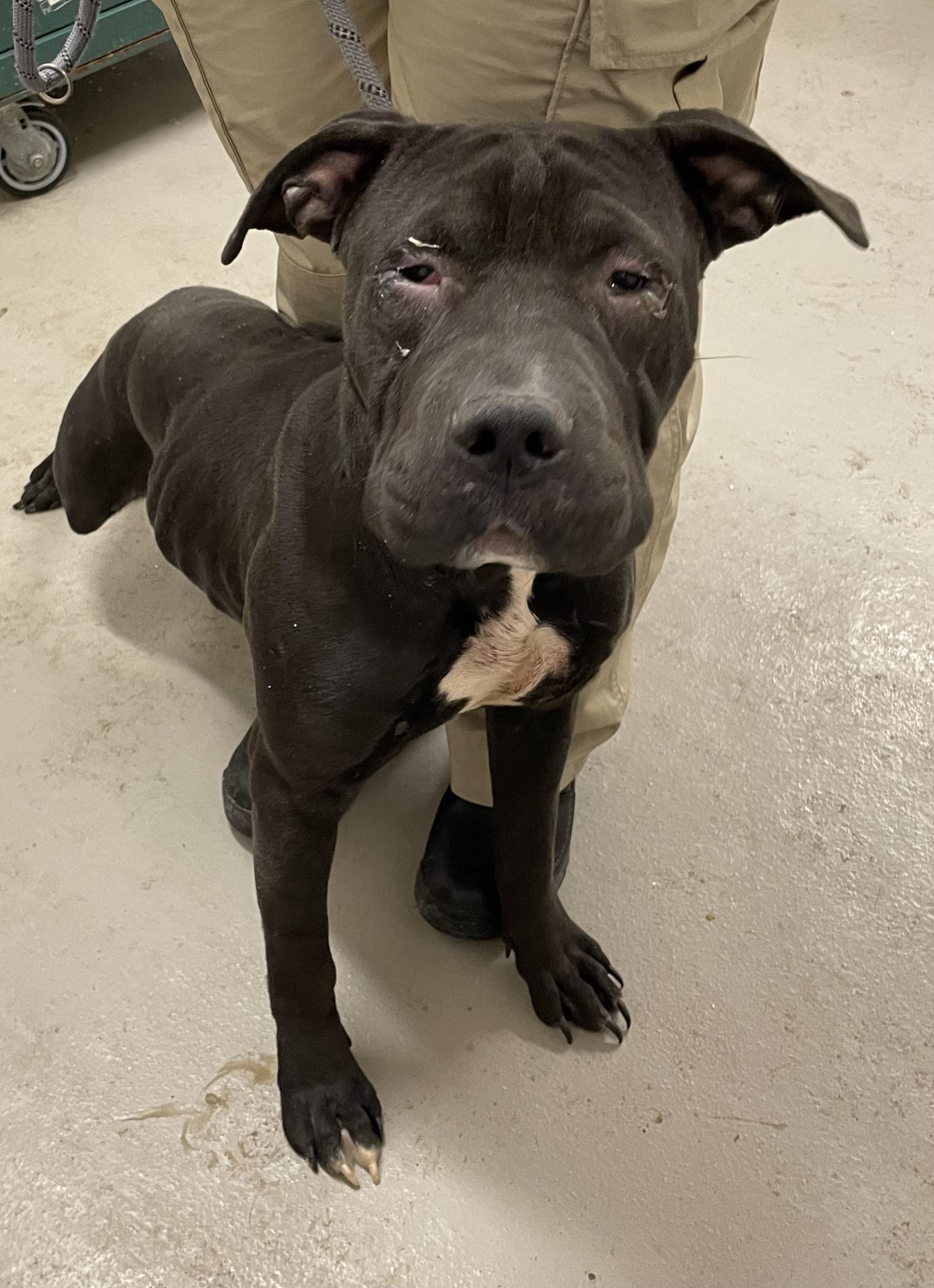 Olaf AVAILABLE, a Adoptable mixed breed in Canton, OH image 1/4