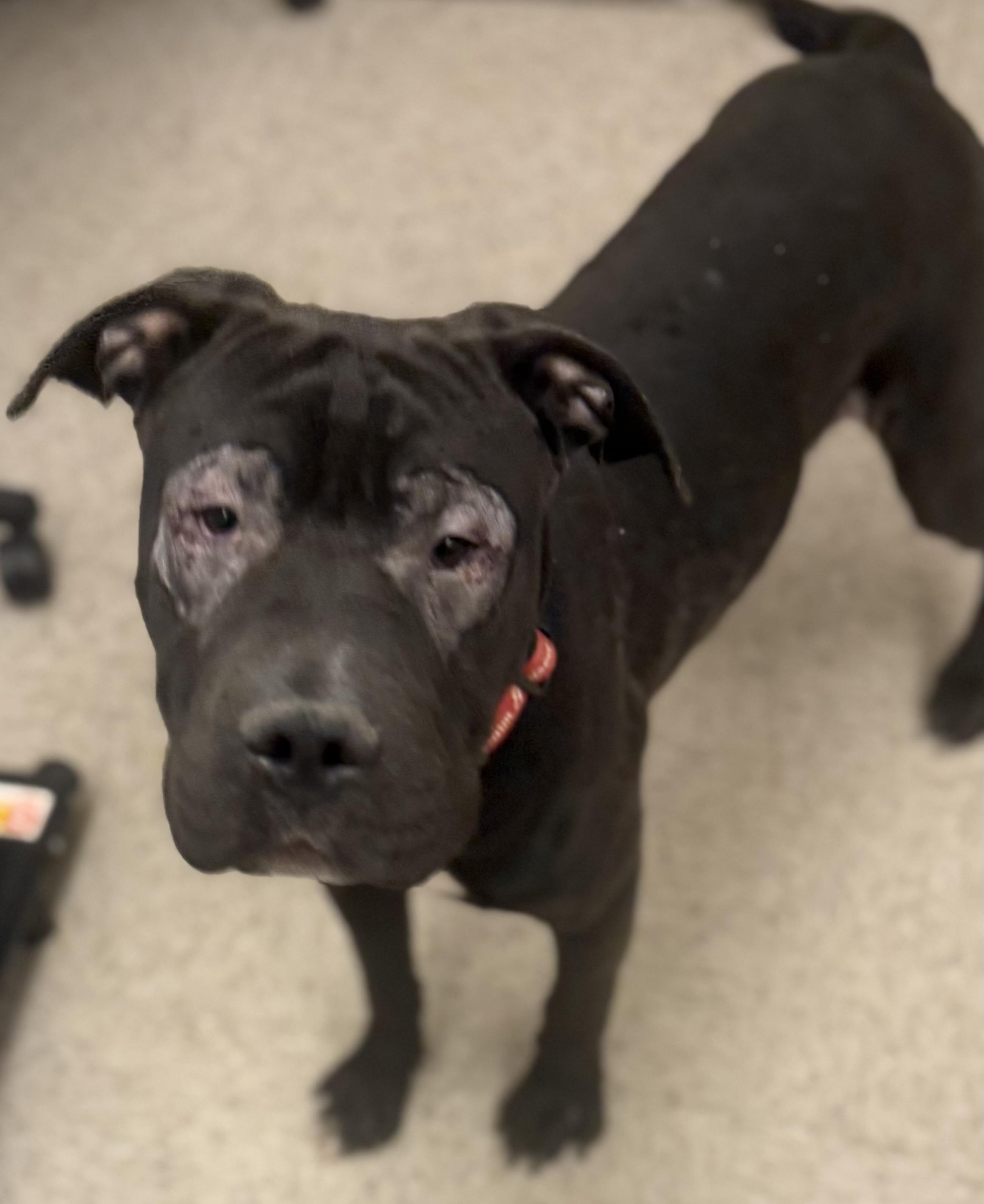 Olaf AVAILABLE, a Adoptable mixed breed in Canton, OH image 2/4