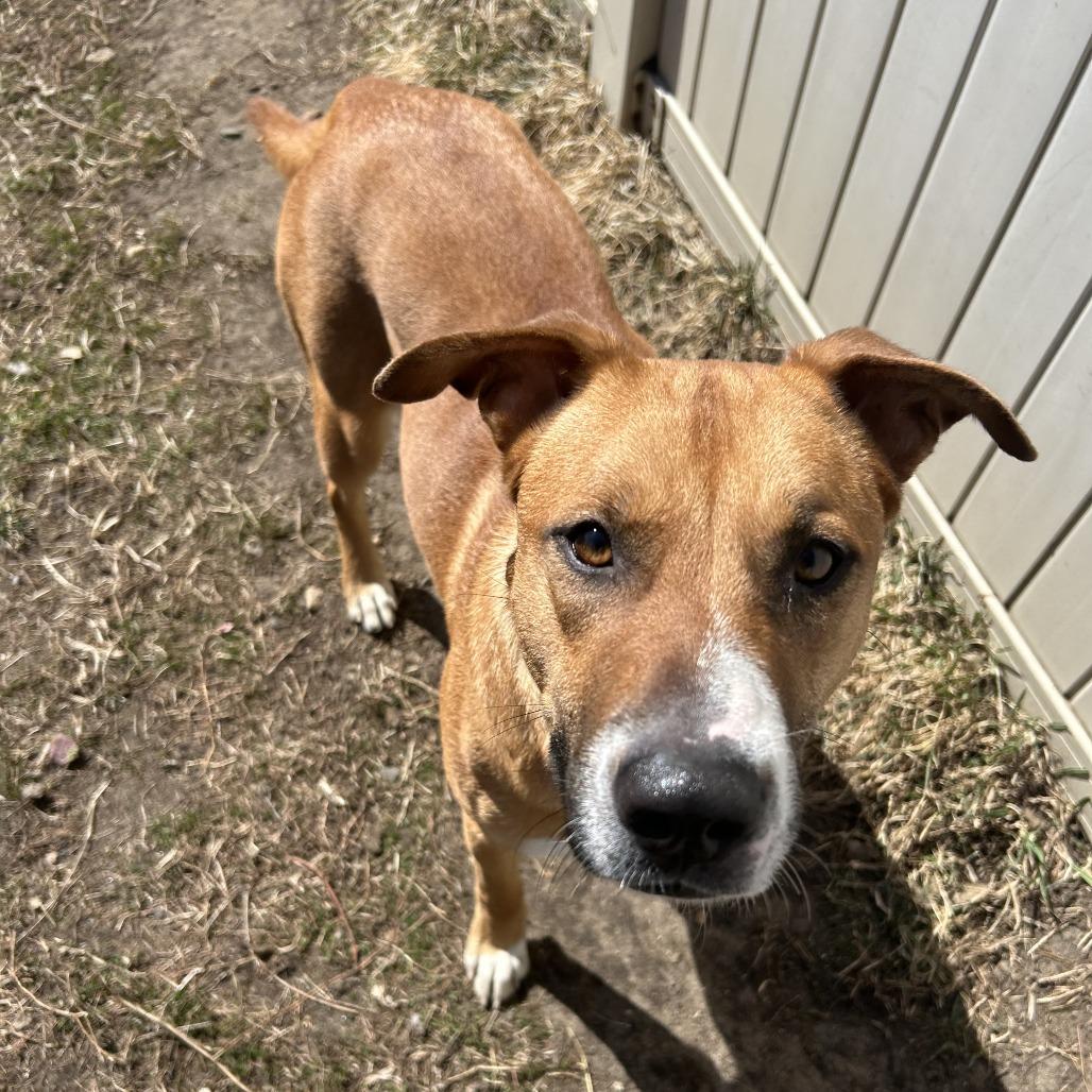 Charlotte, Adoptable, Young Female Labrador Retriever.