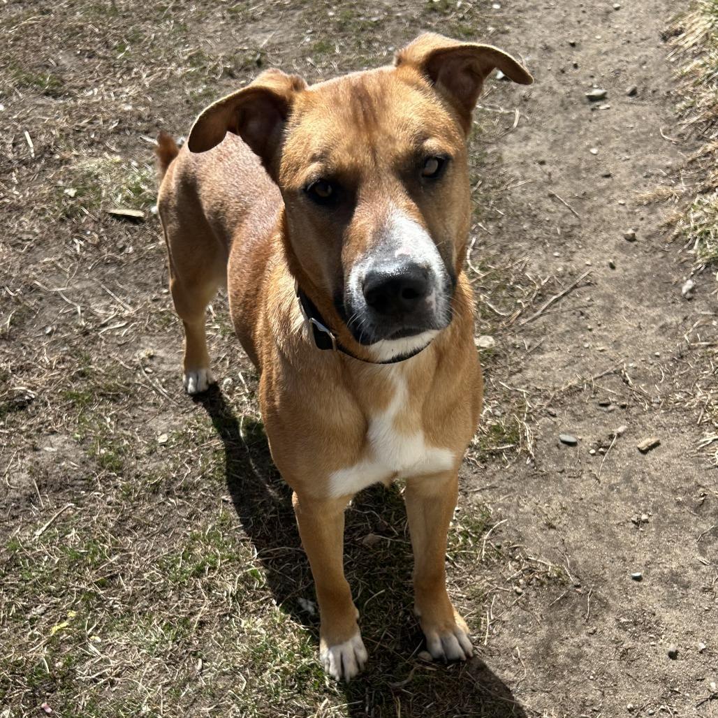 Enlarge Charlotte, a Adoptable mixed breed in Wadena, MN image 2/3