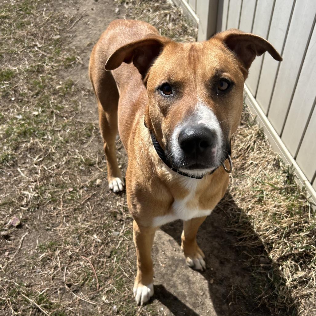 Enlarge Charlotte, a Adoptable mixed breed in Wadena, MN image 3/3